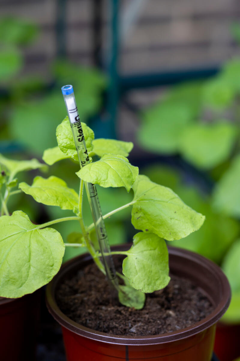 Plant growing in a pot