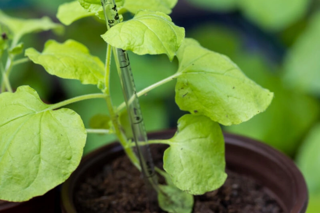 Plant growing in a pot
