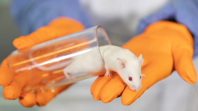 Mouse coming out of a beaker