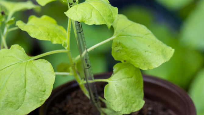 Plant growing in a pot